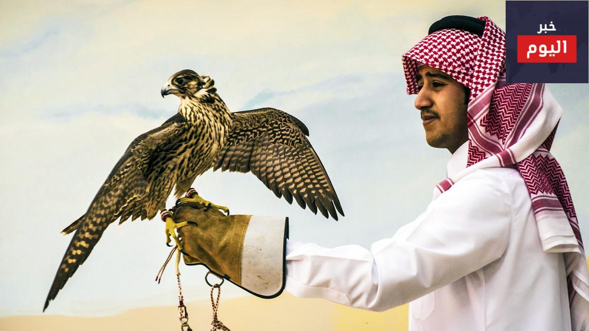 تربية الصقور في المنزل