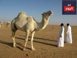 فندق أنوار المدينة موفنبيك