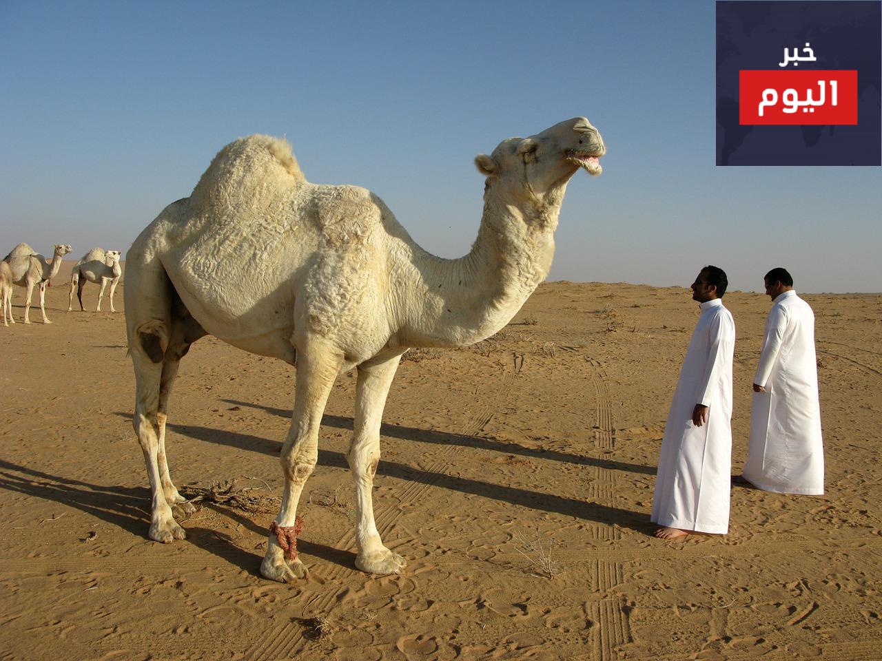 فندق أنوار المدينة موفنبيك