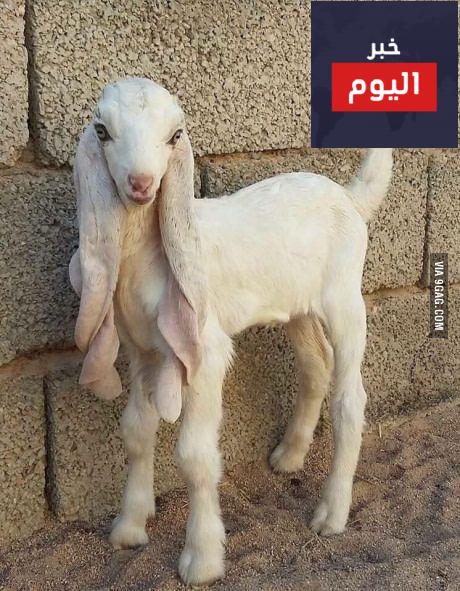 معلومات عن الماعز الحجازي