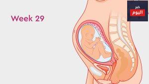 40 أسبوعاً:الأسبوع التاسع والعشرون