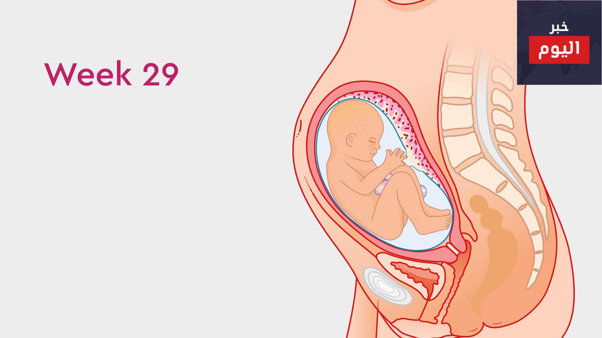 40 أسبوعاً:الأسبوع التاسع والعشرون
