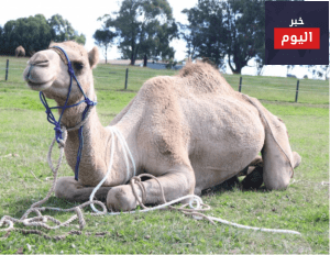 علاج الهيام في الابل