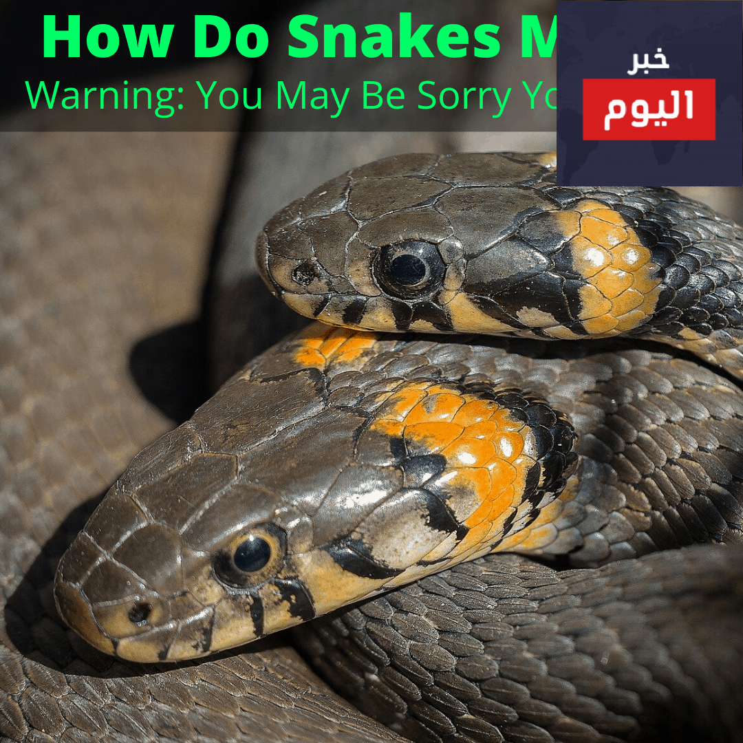 كيفية تزاوج الافاعي