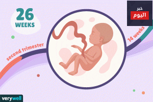 40 أسبوعاً:الأسبوع السادس والعشرون