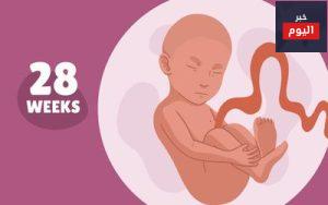 40 أسبوعاً:الأسبوع الثامن والعشرون