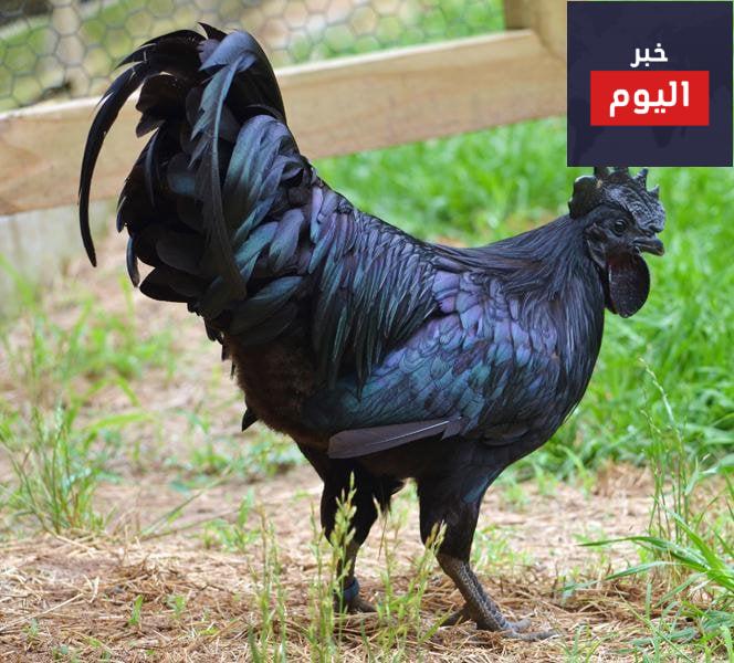 معلومات عن الدجاج الاسود