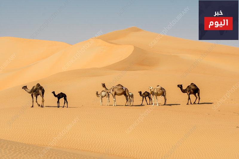 كيف يتحمل الجمل ظروف الصحراء القاسية ؟