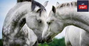 تزاوج الخيل الاصيل