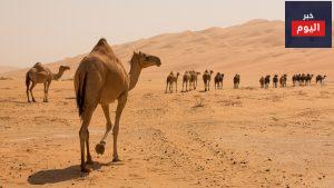 اين تعيش الابل