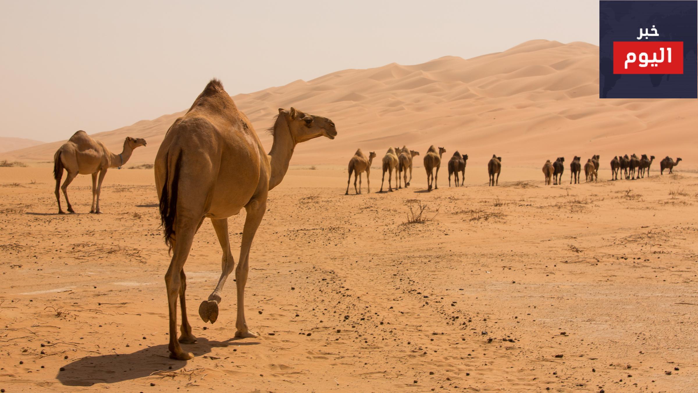 اين تعيش الابل