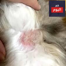 علاج فطريات القطط و أسباب إصابة قطتك بالفطريات