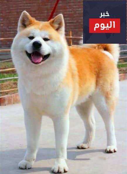 كلب اكيتا الياباني