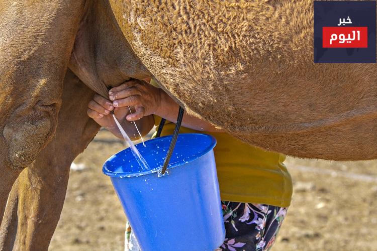 حليب الجمل .. حماية أكيدة من الأمراض الخطيرة !!