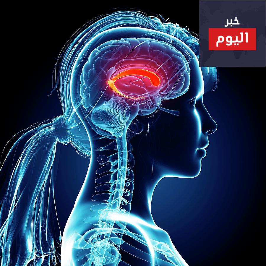 المادة التي تشكل 80 من دماغ الانسان
