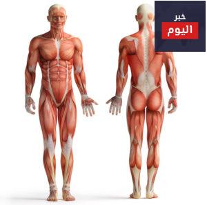 عدد عضلات جسم الانسان