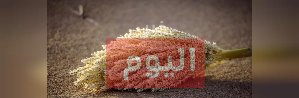 طريقة استخدام حبوب اللقاح وطلع النخيل للحمل