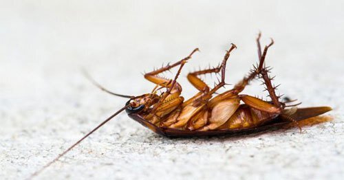 أنواع الصراصير وكيفية القضاء عليها 2 أنواع الصراصير وكيفية القضاء عليها
